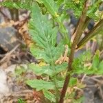 Rorippa palustris Leaf