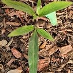 Asclepias perennis List