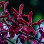 Renanthera coccinea Blomst