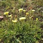 Crepis albida Celota