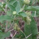 Acanthospermum australe Other