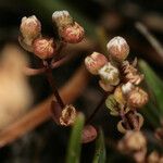 Radiola linoides Fruit