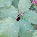 Rubus ulmifolius Blatt