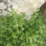 Veronica serpyllifolia Hoja