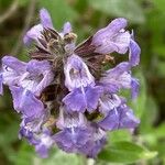 Salvia officinalis Blomma