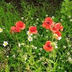 Papaver setiferum Habitus