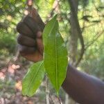 Syzygium aromaticum Folio