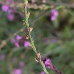 Verbena officinalis Ekosanga