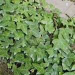 Hedera hibernica Levél