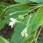 Impatiens parviflora Цвят