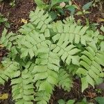 Adiantum trapeziforme पत्ता