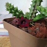 Huernia macrocarpaFlor