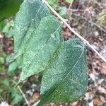 Lonicera maackii Feuille