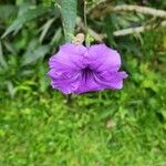 Ruellia tuberosa Virág
