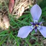 Herbertia lahue Ostatní
