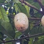 Dacryodes edulis Fruit