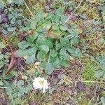 Bellis perennis Habit