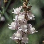 Linaria nivea Žiedas