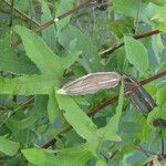 Abelmoschus moschatus Fruct
