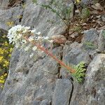 Saxifraga longifolia عادت