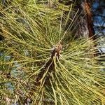 Pinus ponderosa पत्ता