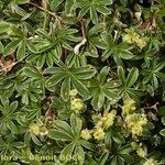 Alchemilla saxatilis Muu