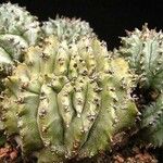 Euphorbia horrida عادت داشتن