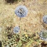 Echinops ritroFlower