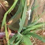 Gladiolus daleniiFlower