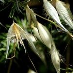 Avena sterilis Fruit