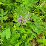 Hydrophyllum virginianum Flower