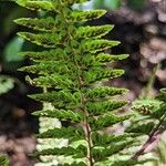 Athyrium otophorum Fruit