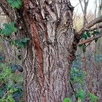 Salix babylonica বাকল