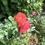 Rosa majalis Květ