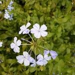 Plumbago auriculataफूल