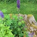 Lupinus × regalis Συνήθη χαρακτηριστικά