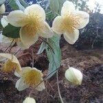 Clematis mauritiana Flower