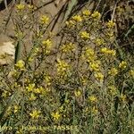 Sisymbrella aspera Habit