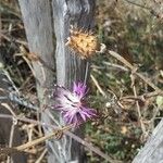 Centaurea asperaঅন্যান্য