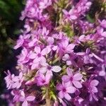 Phlox pilosa Květ