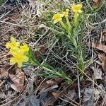 Lithospermum incisum Цвят