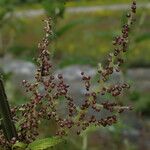 Urtica mairei Bark