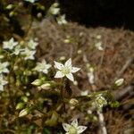 Sedum monregalense Blomma