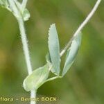 Trifolium patens Anders