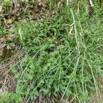 Silene ciliata Corteza
