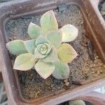 Aeonium haworthiiLehti