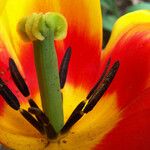 Tulipa raddii Květ