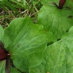 Trillium sessile Levél