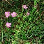 Centaurium portense Costuma