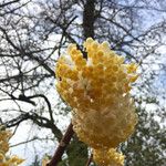 Edgeworthia tomentosa autre